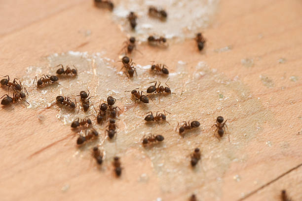 Flea Control Services in Lake Stevens, WA