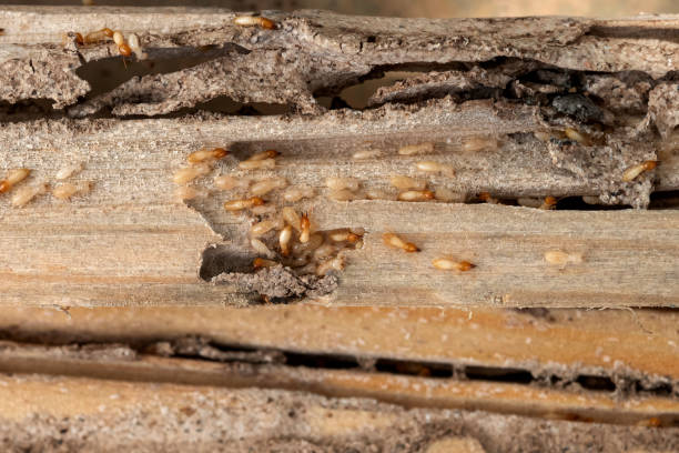 Best Local Pest Control Services  in Lake Stevens, WA